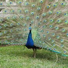 fauna