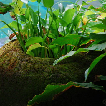 Batavia Villa Seminyak, Bali