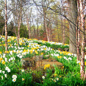 Spring Daffodils