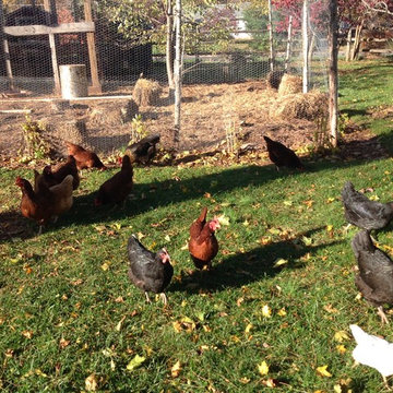 Hillsborough NJ. Chicken Coop, Enclosure and Surround