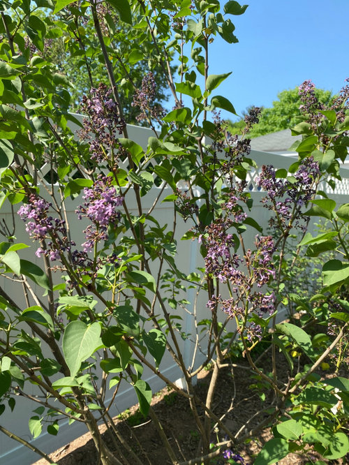 Lilacs bloomed but then flowers dried on the branch...