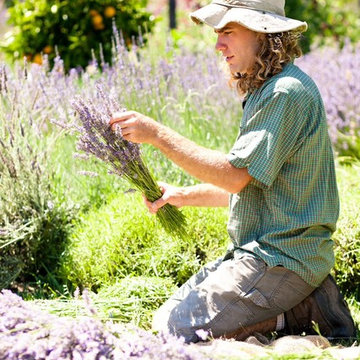Lavender Harvest for Organic, Biodynamic Essential Oil Distillation
