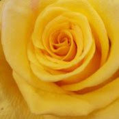 Chandra Rao's photo