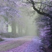 Anne Lambe's photo