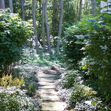 Woodland garden