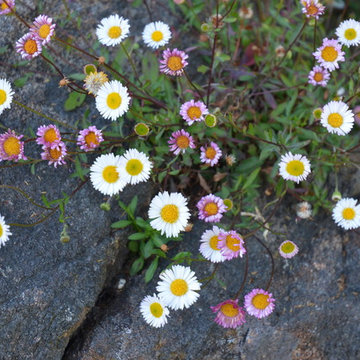 Drought Tolerant Plants