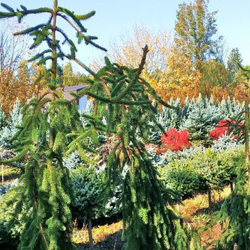 Edgecliff Estates Prairie Rain Garden with EcoLawn