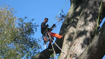 Hazardous Tree Removal