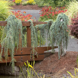 Weeping Blue Atlas Cedar - Plants