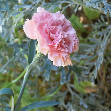 Garofano (Dianthus caryophyllus)