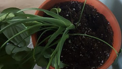 Monstera plant looking droopy