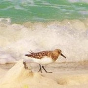 Lauri Holden's photo