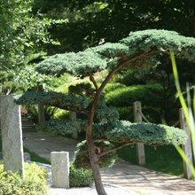 japanese plants