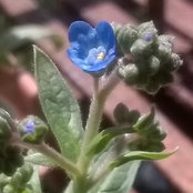 NemaDee Zone 7b NYC (5-10F)'s photo