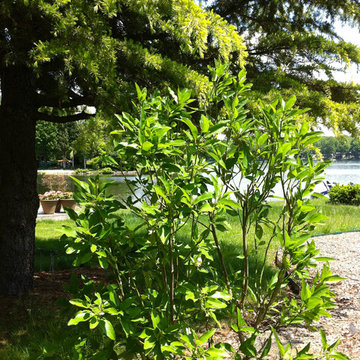 Lake near Fredericksburg, VA: Plant&Sustain for Clean Water