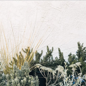 Soft Tuscan Low-Water Ornamental Grass Landscaping