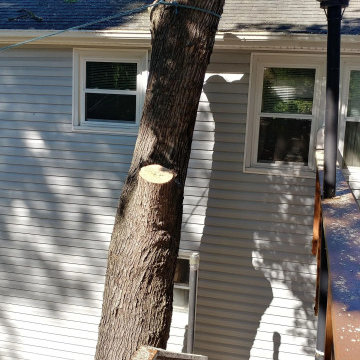 Tree M Removal LLC