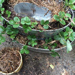 Petit Potager- Placing strawberry plants - Outdoor Pots And Planters