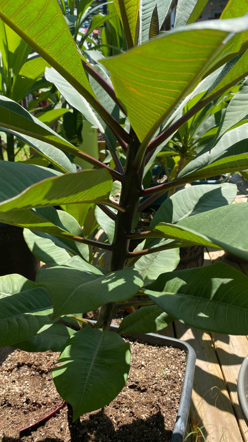 Why is my Plumeria stalk a plum color?