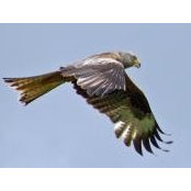 William Widdoes's photo