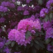 Carla Robinson's photo