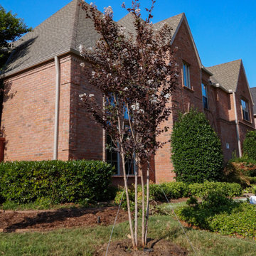 Flowering Trees & Shrubs