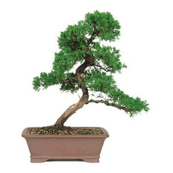 20 Year Shimpaku Juniper 20 Year Outdoor Bonsai Tree - Area Rugs