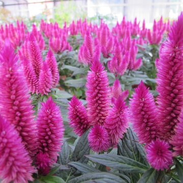 Collezione botanica
