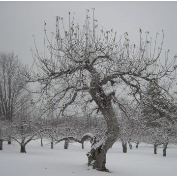 Expert Hand Pruning