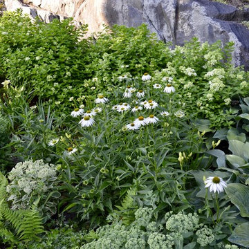 Rock Garden with White Coneflowers in Bloom