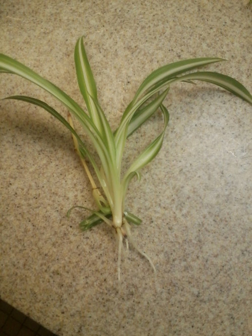Rooting Spider Plants