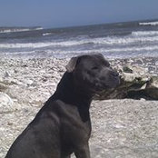 Foto de Junior Terrier
