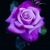 Dianne Scott's photo
