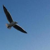 Alexander Soare's photo