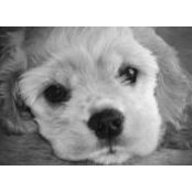 Foto de Stephanie Delyanis Greenberg