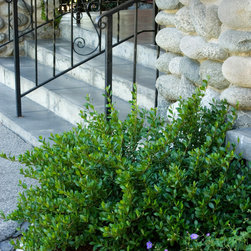 Dwarf Walter's Viburnum - Plants