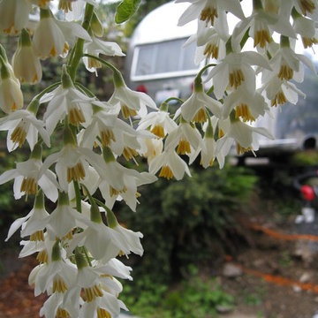 Styrax obassia (Fragrant Snowbell)