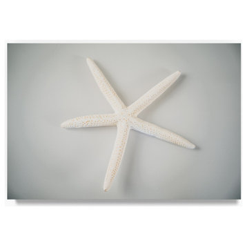 "White Starfish" by Lightboxjournal, Canvas Art, 16"x24"