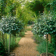 Garden Paths