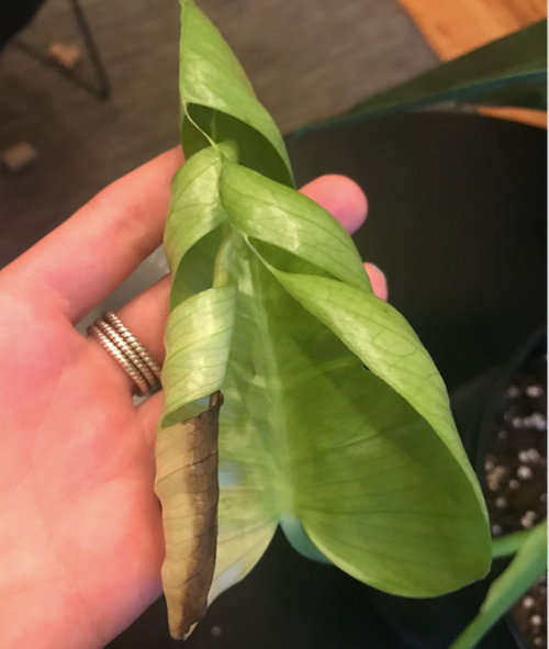 Monstera stem rotting with some kind of fungus - help!