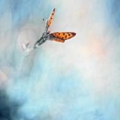 Foto von Rasa P
