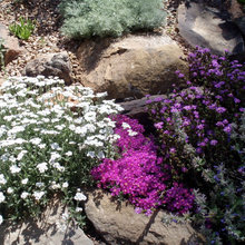 rock garden
