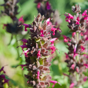 Hummingbird Sage