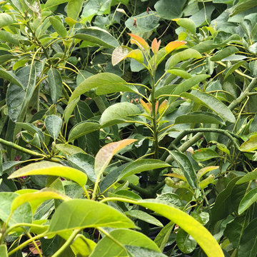 Hass Avocado Tree