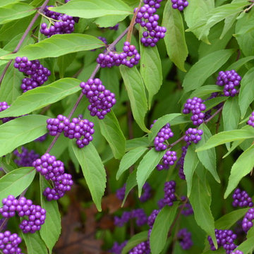 Gardens & walkways in North Andover, MA