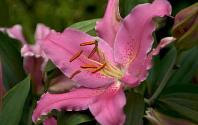 Great Design Plant: Lilies