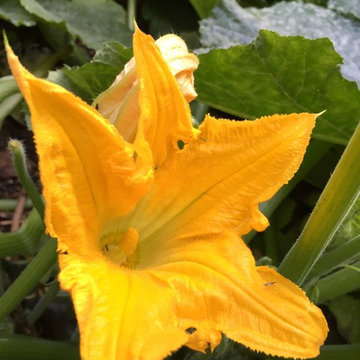 LE POTAGER SAUVAGE
