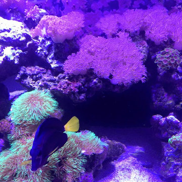 DSA Rimless Aquarium