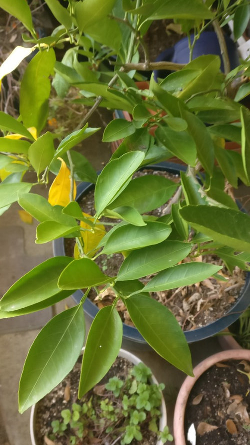 Can anybody help identify this Orange/Satsuma? (pictures)