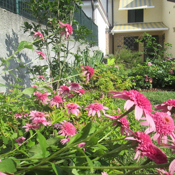 Echinacea purpurea 'double pink delight'